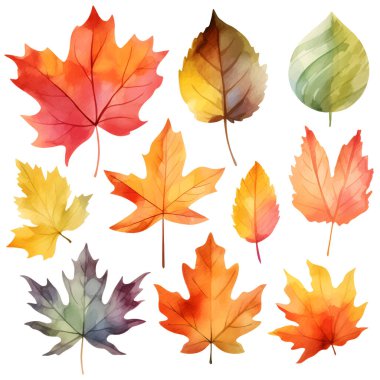 Vektör suluboya yapraklar, akçaağaç yaprağı, meşe palamudu, böğürtlen, ladin dalı. Orman tasarım elementleri. Merhaba sonbahar çizimleri. Mevsimlik reklamlar, davetiyeler, kartlar için mükemmel.