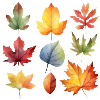 Vektör suluboya yapraklar, akçaağaç yaprağı, meşe palamudu, böğürtlen, ladin dalı. Orman tasarım elementleri. Merhaba sonbahar çizimleri. Mevsimlik reklamlar, davetiyeler, kartlar için mükemmel.