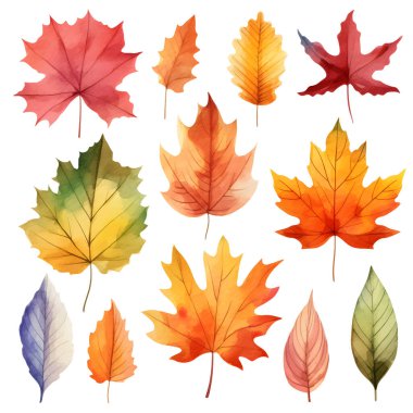 Vektör suluboya yapraklar, akçaağaç yaprağı, meşe palamudu, böğürtlen, ladin dalı. Orman tasarım elementleri. Merhaba sonbahar çizimleri. Mevsimlik reklamlar, davetiyeler, kartlar için mükemmel.
