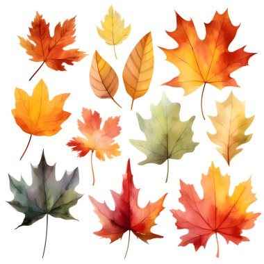 Vektör suluboya yapraklar, akçaağaç yaprağı, meşe palamudu, böğürtlen, ladin dalı. Orman tasarım elementleri. Merhaba sonbahar çizimleri. Mevsimlik reklamlar, davetiyeler, kartlar için mükemmel.