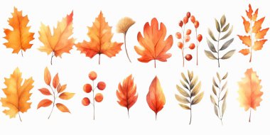 Vektör suluboya yapraklar, akçaağaç yaprağı, meşe palamudu, böğürtlen, ladin dalı. Orman tasarım elementleri. Merhaba sonbahar çizimleri. Mevsimlik reklamlar, davetiyeler, kartlar için mükemmel.