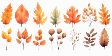 Vektör suluboya yapraklar, akçaağaç yaprağı, meşe palamudu, böğürtlen, ladin dalı. Orman tasarım elementleri. Merhaba sonbahar çizimleri. Mevsimlik reklamlar, davetiyeler, kartlar için mükemmel.