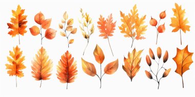 Vektör suluboya yapraklar, akçaağaç yaprağı, meşe palamudu, böğürtlen, ladin dalı. Orman tasarım elementleri. Merhaba sonbahar çizimleri. Mevsimlik reklamlar, davetiyeler, kartlar için mükemmel.