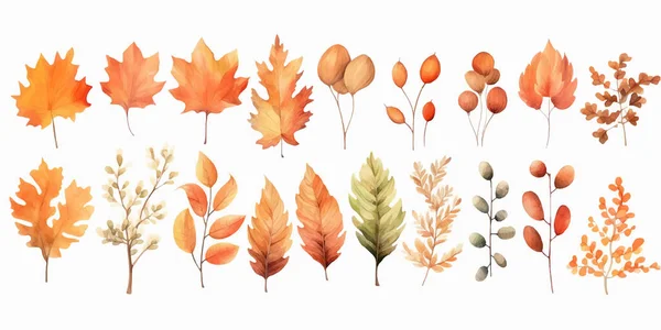 Vector Watercolor Set Fall Leaves Maple Leaf Acorns Berries Spruce — Stock Vector