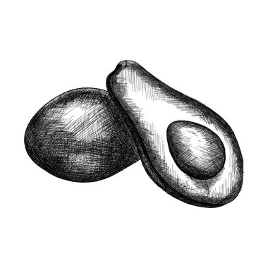 avokado illüstrasyonu, beyaz arkaplandaki avokado oyması, ikon vektörü, izole el çizimi meyvesi