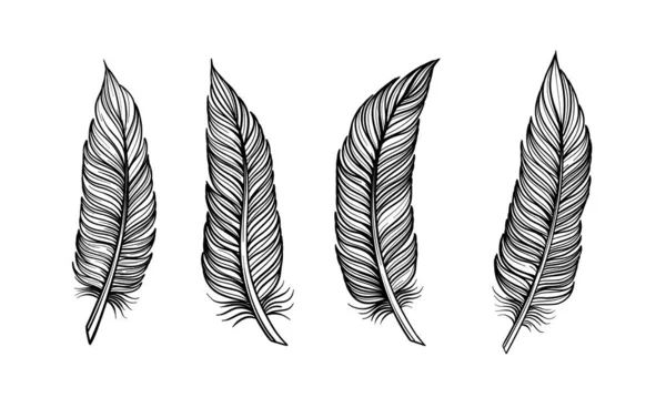 Set Piume Uccello Vettore Illustrazione Disegnato Mano Contorno Con Sfondo — Vettoriale Stock