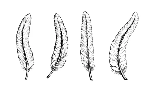 Σύνολο Φτερών Πουλιών Φορητό Διάνυσμα Εικονογράφησης Περίγραμμα Φωτεινό Φόντο — Διανυσματικό Αρχείο