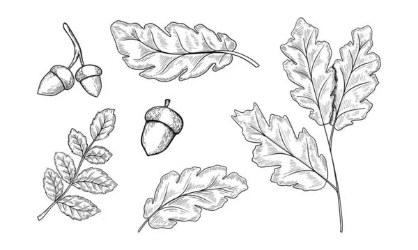 オークの葉とアコーンのセット 手描きイラストベクター — ストックベクタ