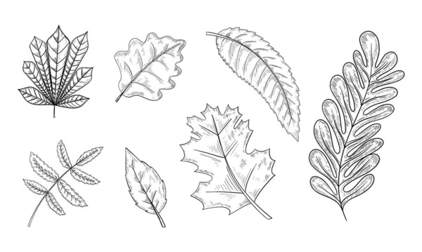 オークの葉とアコーンのセット 手描きイラストベクター — ストックベクタ