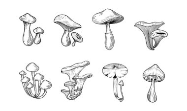 Mantar seti. Şeffaf arkaplanı olan bir taslak. Vektör çizimi çizimi