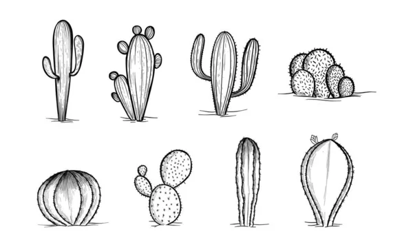 Zestaw Kaktusów Kwiatami Ręcznie Rysowany Kaktus Ilustracja Przekształcona Wektor — Wektor stockowy