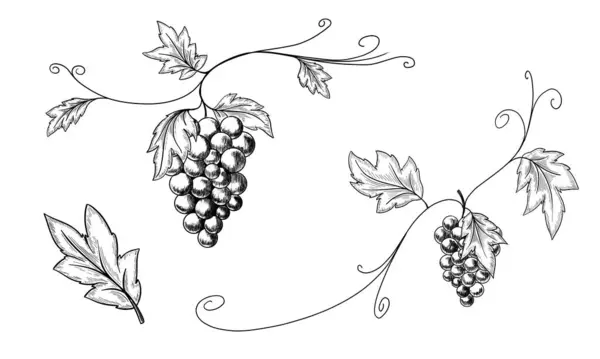 Outline Grapes Leaves Berries Hand Drawn Sketch Converted Vector Isolated — Stock Vector