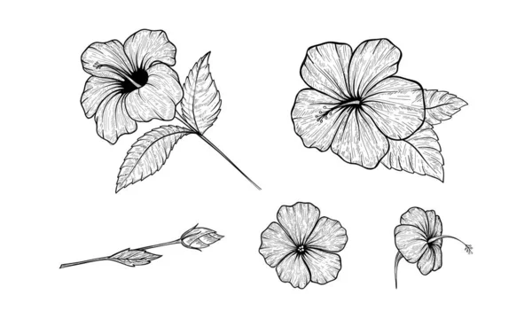 ハイビスカスの花 手描きのフラワーイラストセット ベクトルアウトライン 孤立した — ストックベクタ