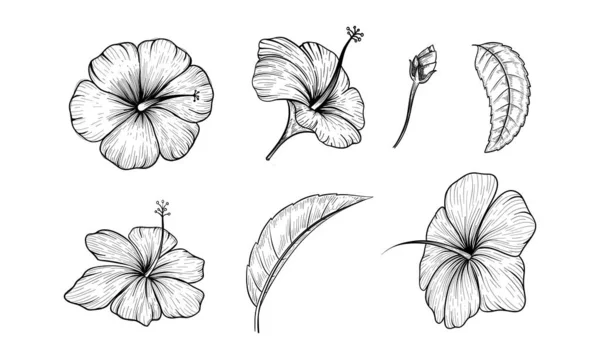 Цветок Гибискуса Набор Ручной Иллюстрации Цветок Векторный Контур Isolated — стоковый вектор