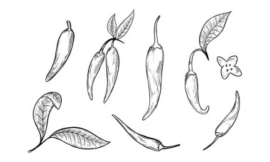 Baharatlı biber. Çizim çizimi. Siyah Çizgi Vektörü