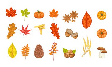 Sonbahar simgeleri ayarlandı. Mevsimlik sonbahar yaprakları, akçaağaç, meşe, karaağaç, balkabağı, köknar konisi, mantar, kestane, tifüs yaprağı ve sonbahar üzümü.