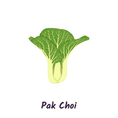 Pak choi lahanası veya Çin lahana vektör çizimi.