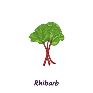 Yeşil yapraklı kırmızı ravent sapları, vektör illüstrasyonu.