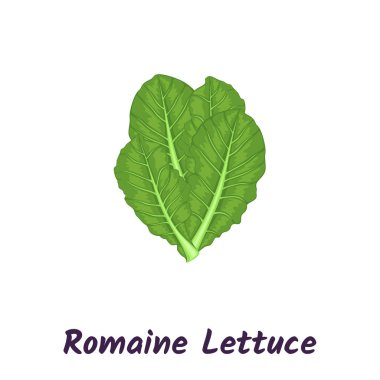 Romaine salatası marul bitki vektör çizimi.