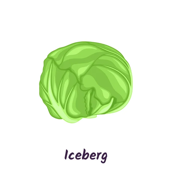 Ilustração Vetor Salada Alface Iceberg Verde —  Vetores de Stock
