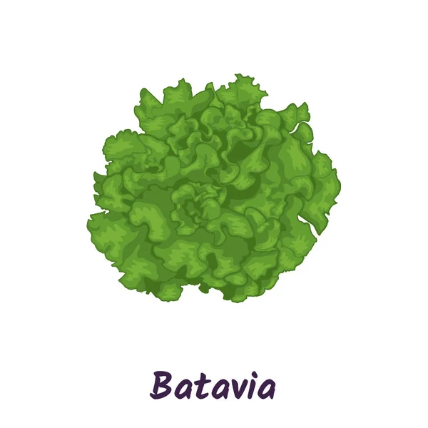 バタビアレタス 緑の葉のサラダベクトルイラスト — ストックベクタ