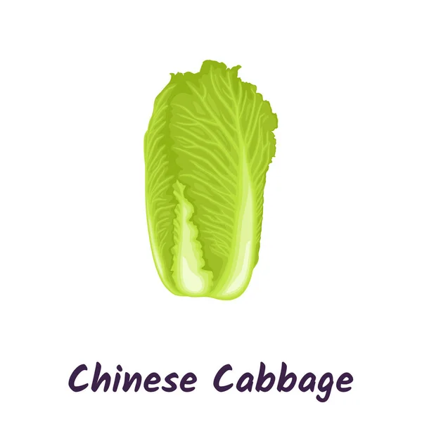 Repolho Chinês Vegetal Para Salada Vegetariana Ilustração Vetorial —  Vetores de Stock