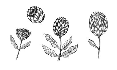 Protea 'nın ana hatları. Tropik çiçekler. El çizimi çizimleri kümesi vektöre çevrildi.