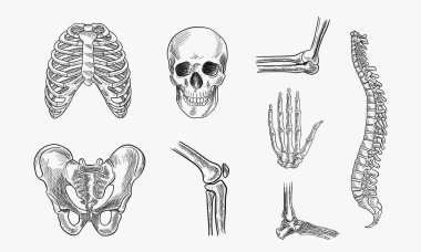 İnsan iskeleti, kemikler ve eklemler, beyaz arka planda izole edilmiş. Vektör el çizimi çizimi çizimi. Doodle anatomi simgeleri ayarlandı
