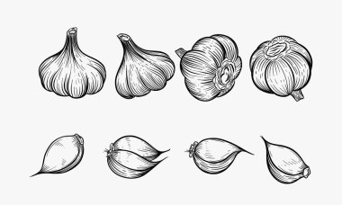 Vektör sarımsak çizilmiş seti ver. Otlar ve baharatlar illüstrasyon kroki