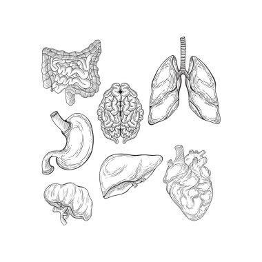 İnsan anatomisi. Bir takım iç organlar. Kalın ve ince bağırsak, mide, kalp, karaciğer, dizginler, beyin ve akciğerler. Robot resim. İşleme stili. Vektör illüstrasyonu.