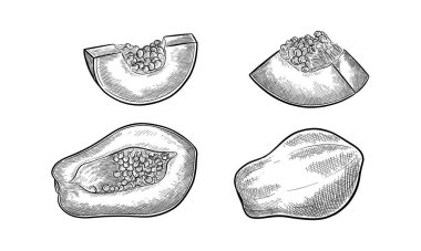 Dilimlenmiş papaya meyvesi çizimi. Tohumları olan vektör patisi. Gerçekçi el çizimi yenilebilir ve organik carica. Vejetaryen ya da vejetaryen tatlıları için yemek. Botanik ve biyoloji papaw illüstrasyonu. Tarım iklimi