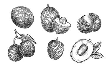 İzole edilmiş liçi meyvesi çizimi. Tropikal ve egzotik bitkilerin yemek pişirme tohumu ile vektör çizimi. Vejetaryen ya da vejetaryen beslenmesi. Tarım ve hasat. Sağlıklı yemek malzemesi.