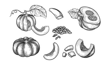 Balkabağı sebze çizimi. Dilimlenebilir dut ve tohum. Vejetaryen mutfağı için organik ve doğal meyve. Yemek pişirmek için tarım hasadı. Sonbahar peposu. Yiyecek pazarı için sağlıklı bir bitki. Tarım