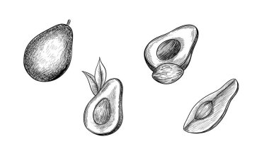 Dilimlenmiş avokado meyvesinin El çizilmiş vektör görüntüsü. Timsah armudu çizimi. Sağlıklı ve organik gıda veya salata malzemesi imajı. Vejetaryen ve vejetaryen yemeği. Tarım ve tarım, gurme, aşçılık