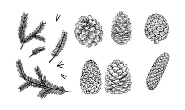 Рисунок еловых ветвей и шишек. Ручной рисунок, преобразованный в вектор