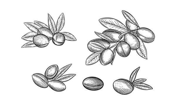 Sketches of argan branches or twigs with leaves, nut seeds. Natural plant for oil or vegetarian, vegan food or skin care essence. Morocco fruit tree. Organic healthcare and medicine, nature theme