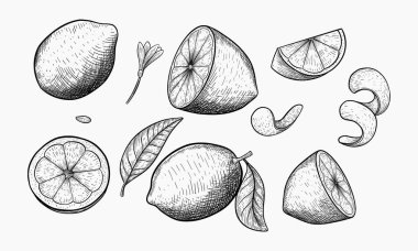 Limonlar, dilimlenmiş limonlar, limon kabukları ve yapraklardan oluşan detaylı bir el çizimi..