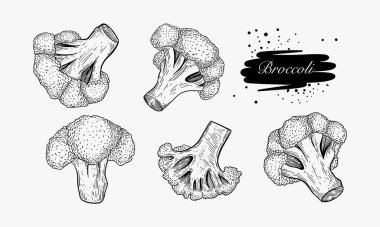Brokoli çiçeklerinin ve saplarının çeşitli görüntülerini gösteren beş detaylı el çizimi resim koleksiyonu..