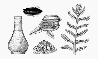 Bir el çizimi susam tohumları, şişedeki yağ ve susam bitkisini betimliyor..