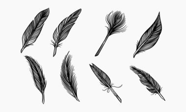 Beyaz arka plan üzerine siyah mürekkeple çizilmiş dokuz farklı tüy türü koleksiyonu.