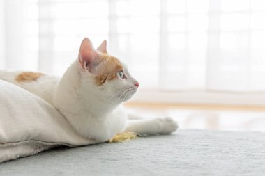 Evcil kedi evin içinde yerde yatıyordu.