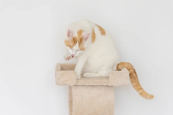 一只白色和橙色的家猫站在猫舍的柱子上 — 图库照片