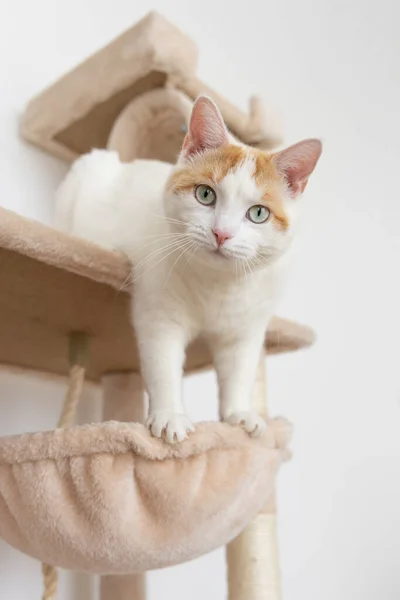 一只白色和橙色的家猫站在猫舍的柱子上 — 图库照片