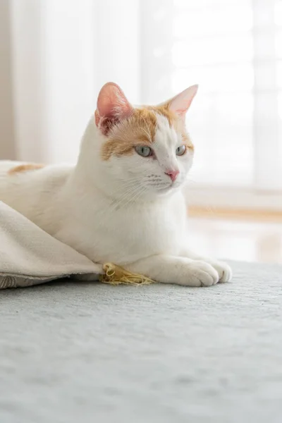 Gato Doméstico Acostado Suelo Dentro Casa —  Fotos de Stock