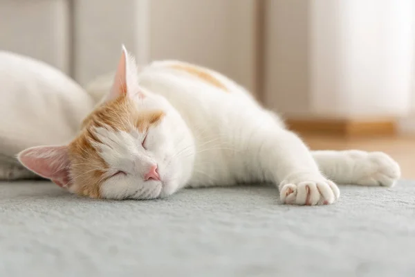 Домашняя Кошка Лежит Полу Доме — стоковое фото