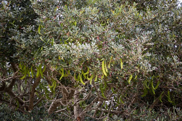 Doğadaki Ağaçtaki Yeşil Keçiboynuzu Kapsülleri — Stok fotoğraf