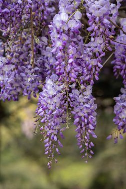 Güzel mor salkımlar ilkbaharın başlarında çiçek açar.