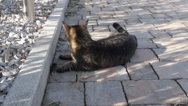 Domowe Tabby Kot Bawi Się Myszą Złapany Filmiki Stockowe bez tantiem