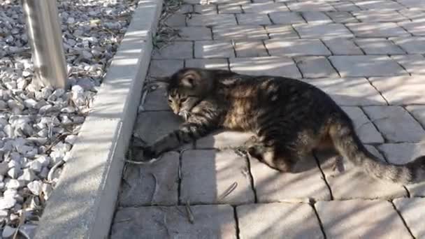 Domowe Tabby Kot Bawi Się Myszą Złapany Wideo Stockowe