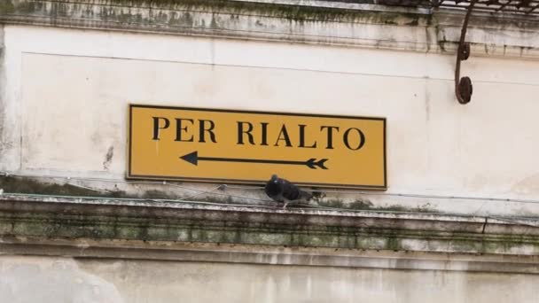 Venice Italy April 15Th 2024 Famous Rialto Sign Venice Pigeon Royalty Free Stock Video